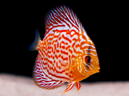 discus_what kind of aquarium should i get
