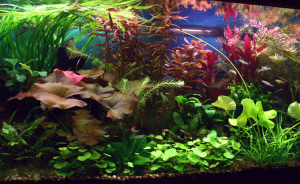 planted aquarium fish geeks