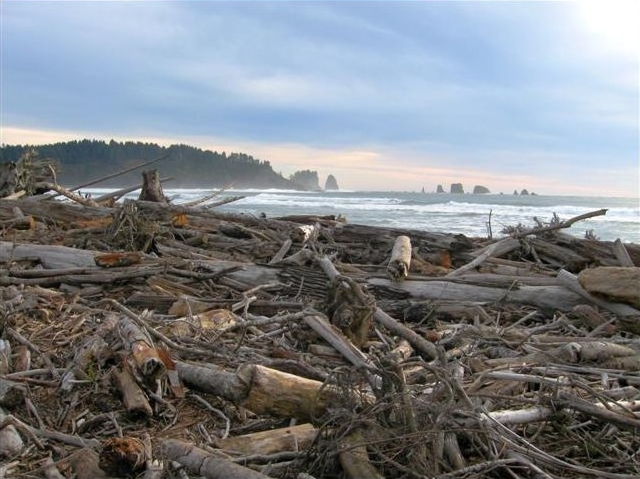 driftwood collection