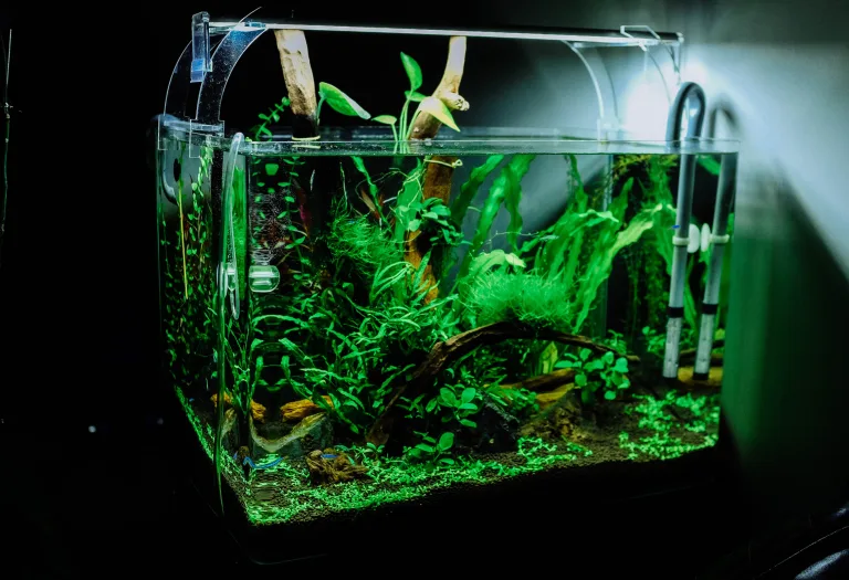 aquascape aquarium